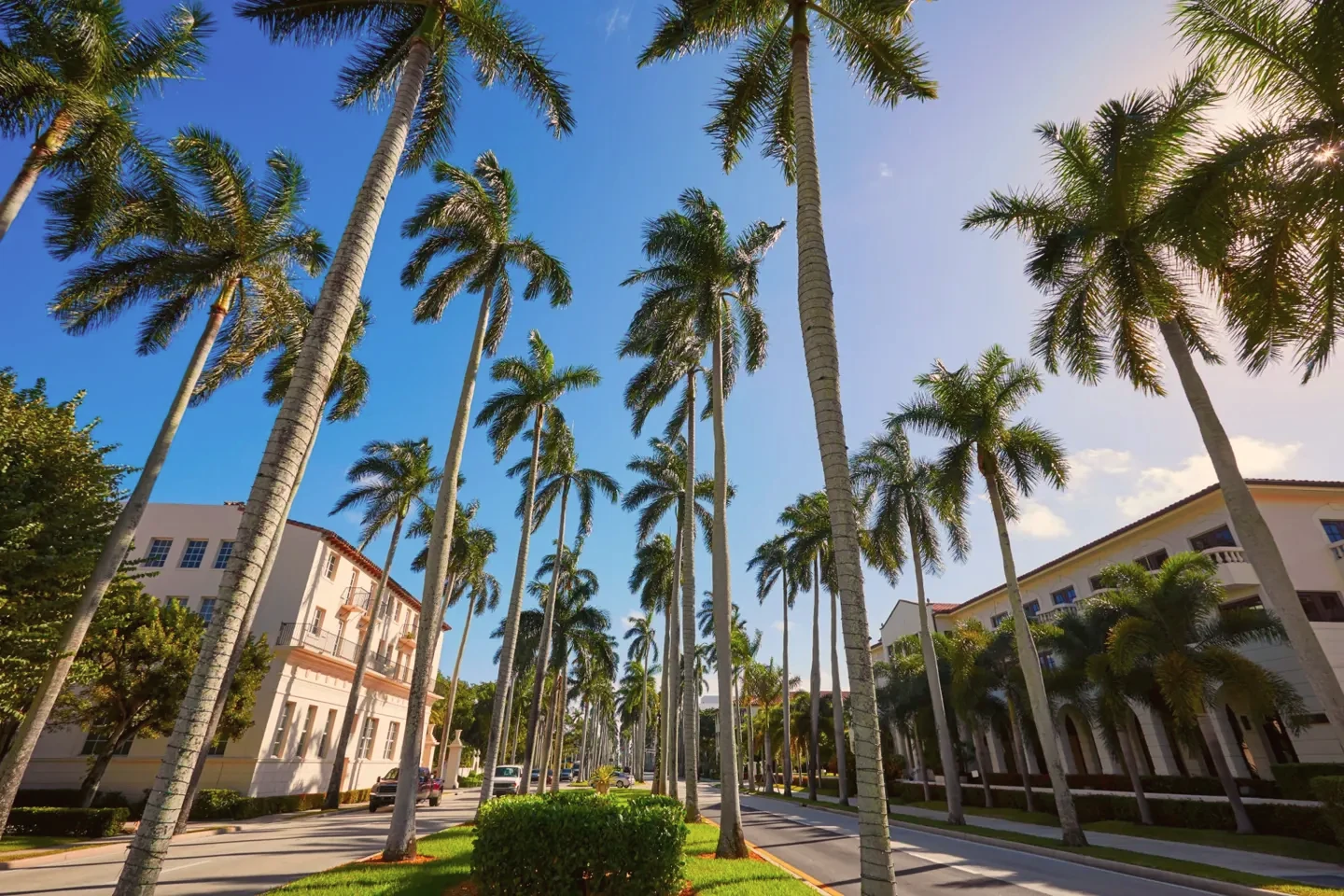 A palm-lined avenue in Palm Beach